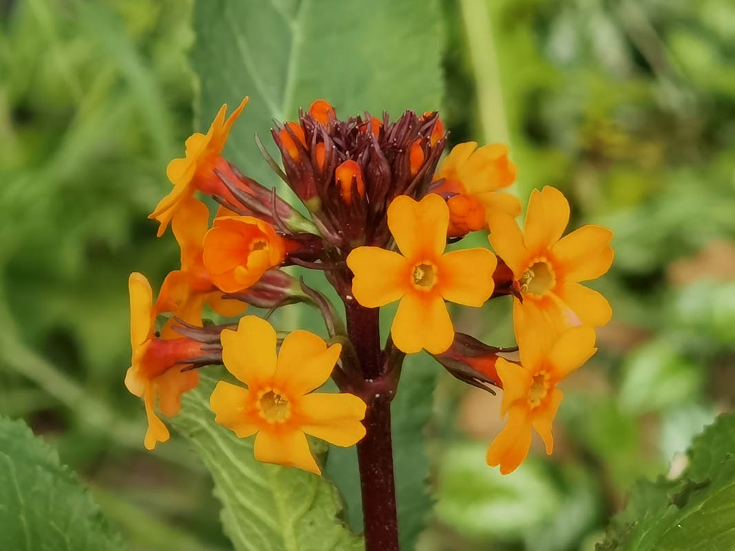 Primula aurantiaca photo
